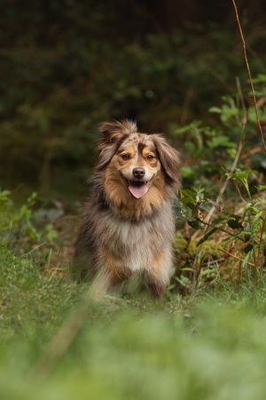 Australian shepherd dog with brown and white fur smiling in lush green outdoor setting.