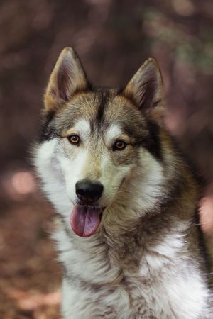 Close-up portrait sequence of a wolf-dog with brown and white fur showing different facial expressions.