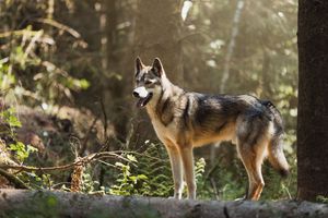 Wolf-dog walking through a forest setting with dappled sunlight filtering through trees.