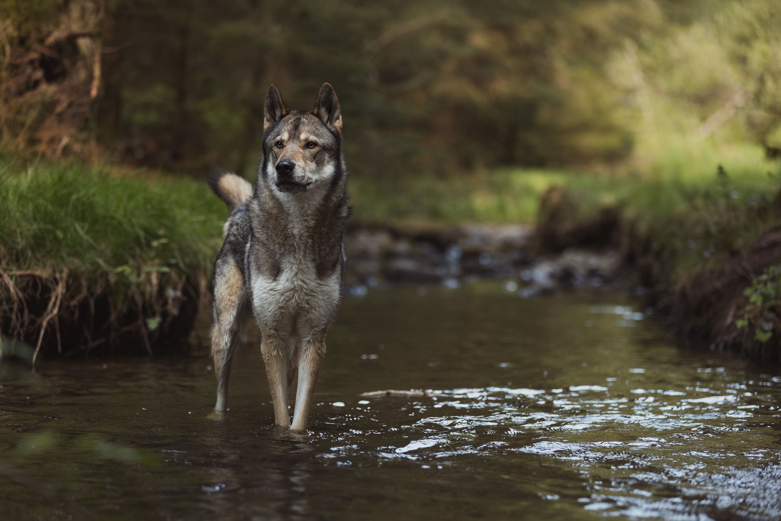 Wolf-dog wading through shallow water in a natural woodland stream.