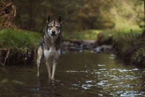 Wolf-dog exploring and walking through a shallow creek in a forested area.