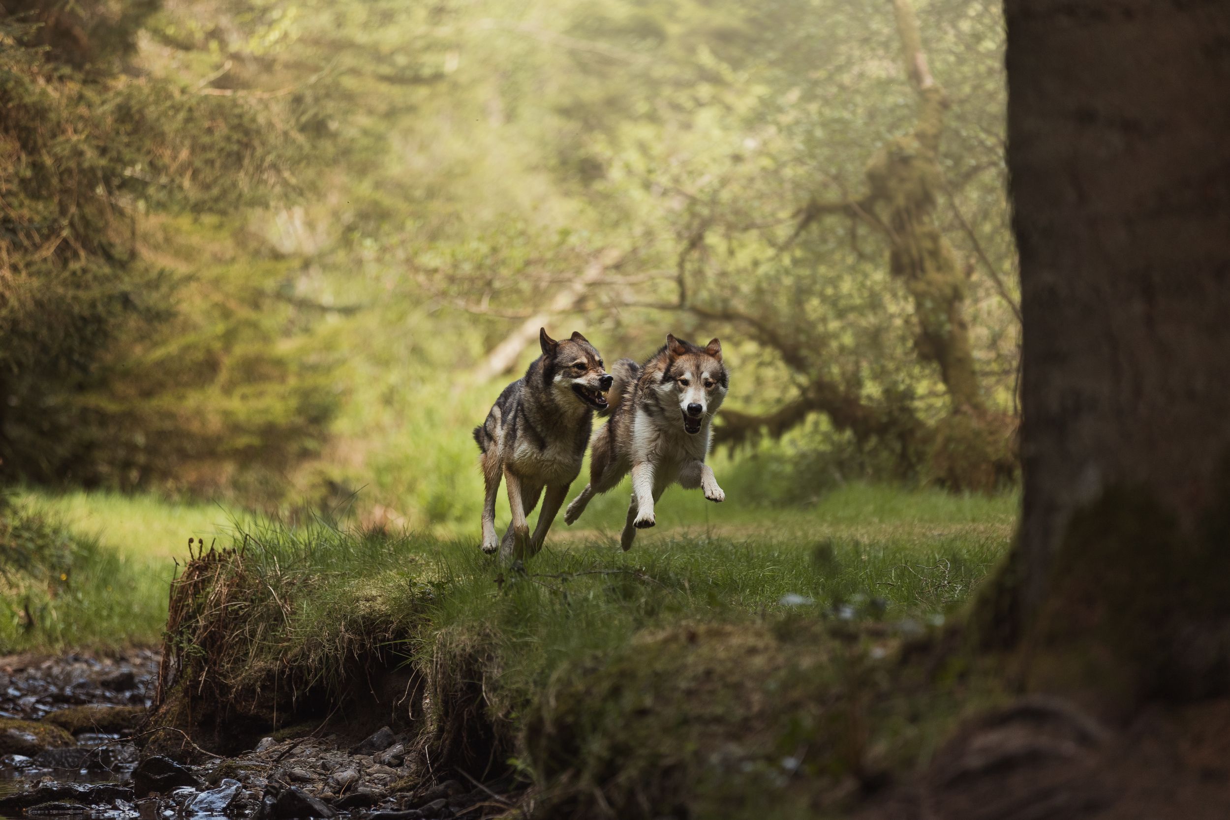Wolf-dog moving through a misty forest clearing in natural habitat.