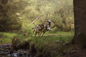 Wolf-dog traversing through a sunlit woodland area near a stream bank.