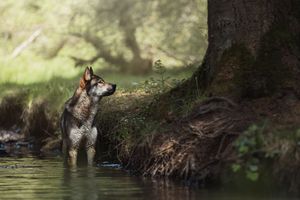 Wolf-dog standing at the edge of a stream bank in dappled forest light.