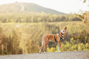 Podenco wearing harness standing on path with mountain landscape in background.