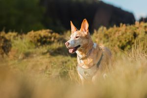 Podenco dog in profile view sitting alert in golden field during sunset.