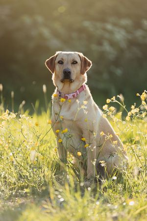 Yellow Labrador retriever sitting in golden wildflowers during sunset.