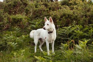 German Shepherd exploring grassy terrain in a natural woodland setting.