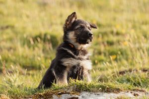 German Shepherd resting in tall grass during golden hour sunlight.