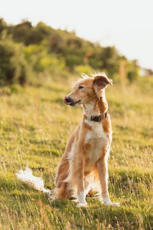 A golden-colored dog sits alertly in a sunlit meadow with tall grass and natural lighting.