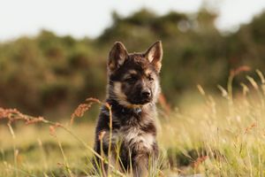 German Shepherd sitting in golden sunlit grass field.