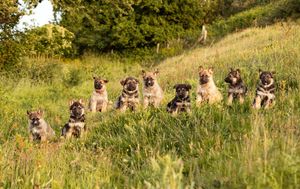 A group of German Shepherd puppies sit in a row on a grassy hillside.