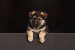 A German Shepherd puppy peeks over a dark surface against a black background.
