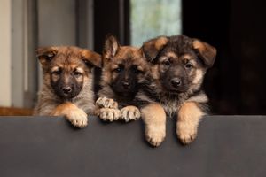 Three adorable German Shepherd puppies lean over a dark ledge together.