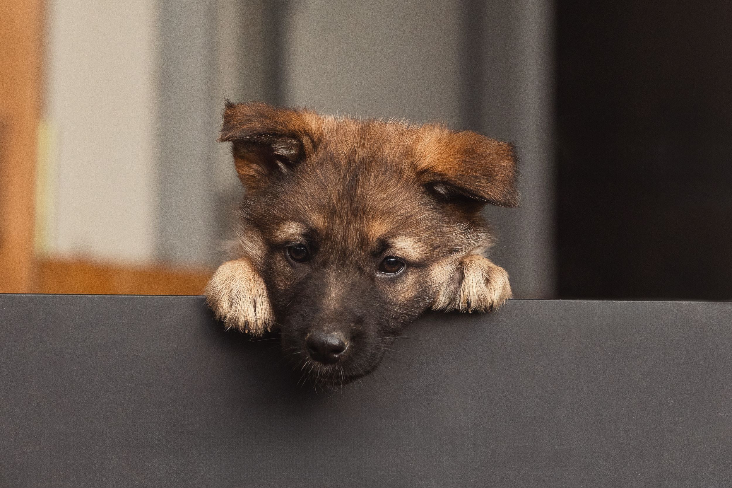 A curious German Shepherd puppy peeks over a dark ledge with its paws visible.