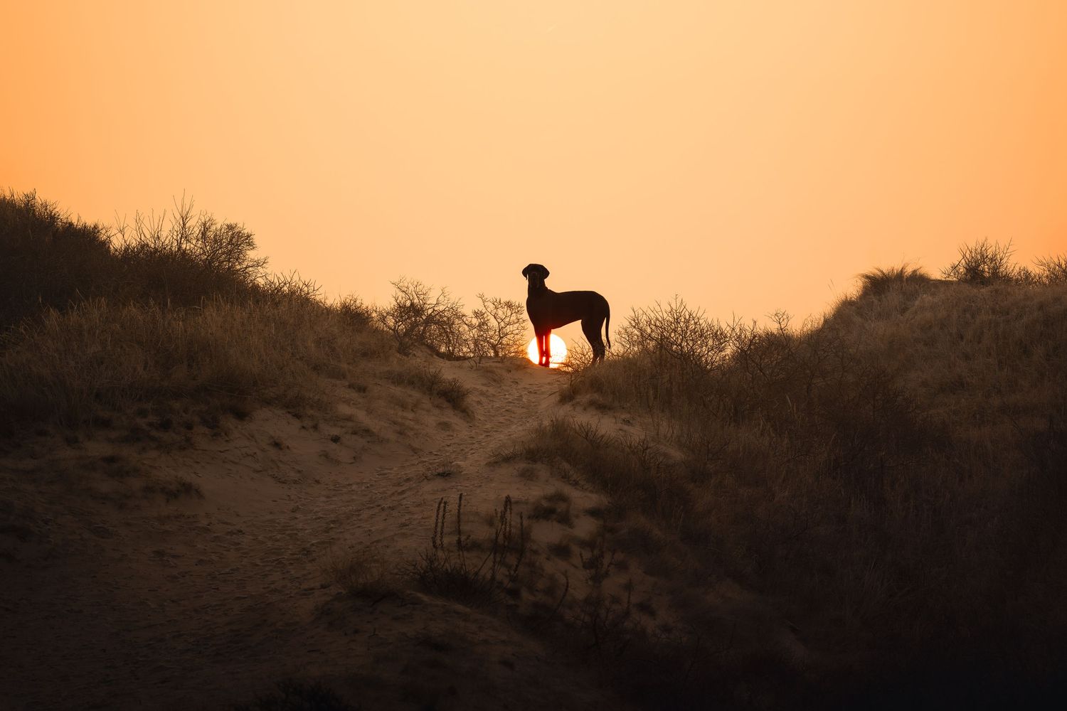 Silhouette of a dog standing on hilltop against an orange sunset sky.
