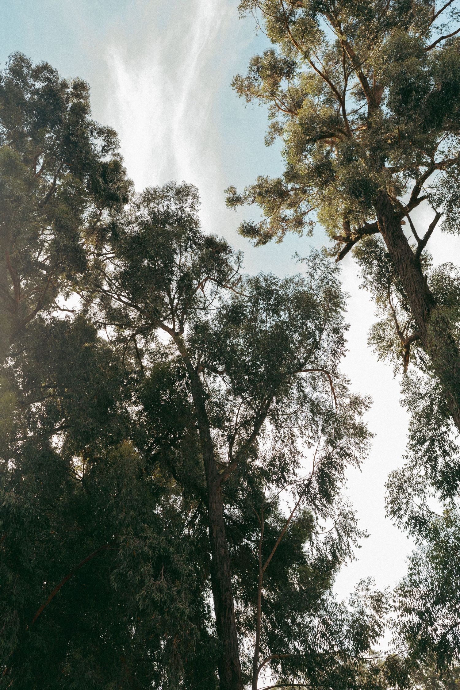 Tall trees silhouetted against a bright sky with sunlight filtering through the branches.