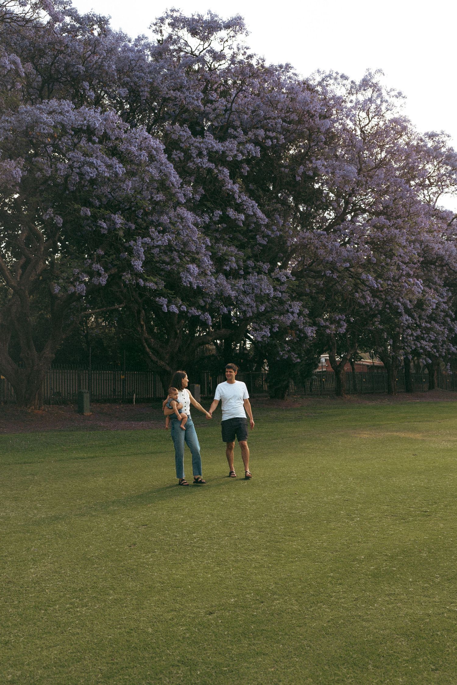 Couple walks hand in hand under blooming cherry blossom trees in park.