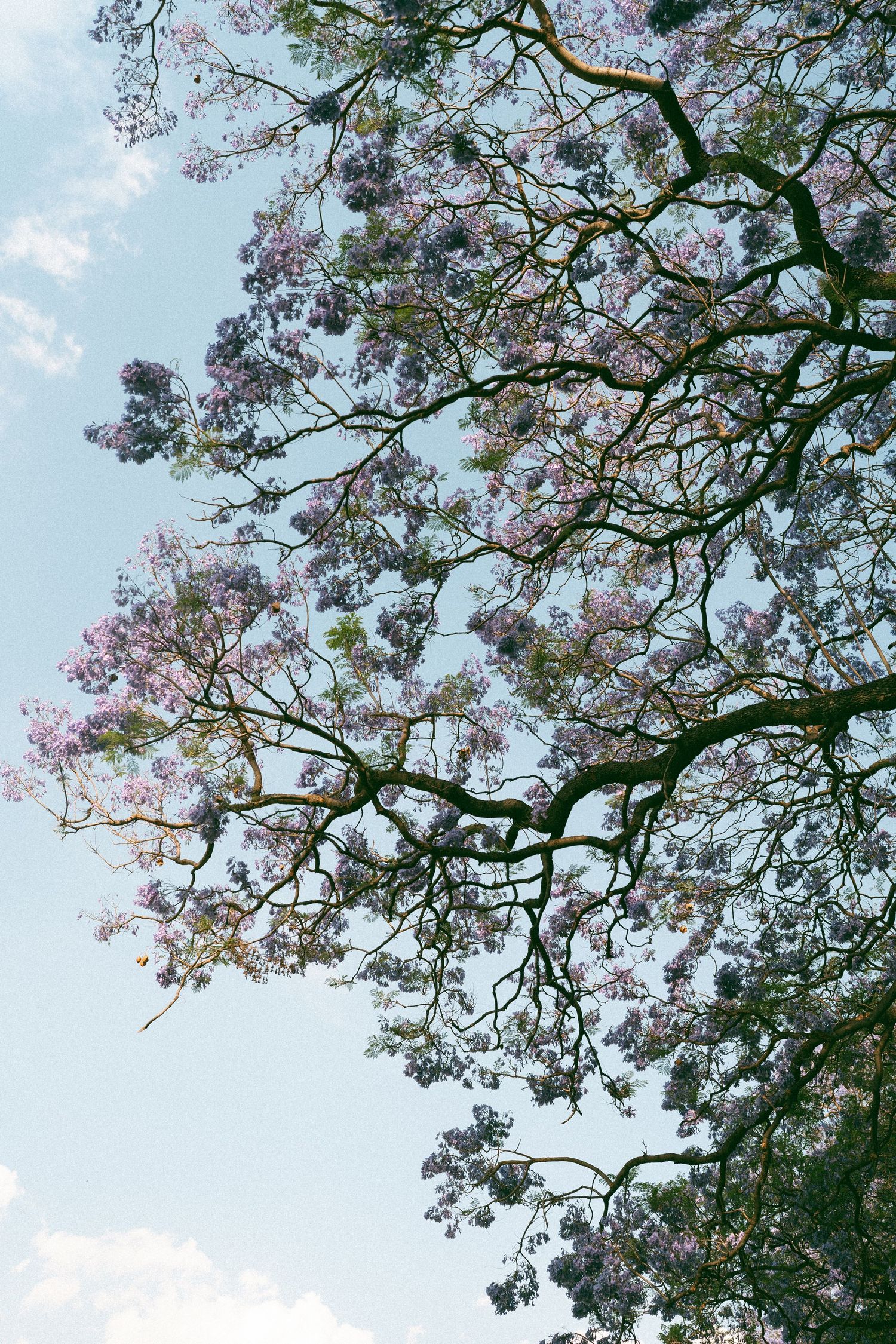 Pink flowering tree branches against a bright blue sky.
