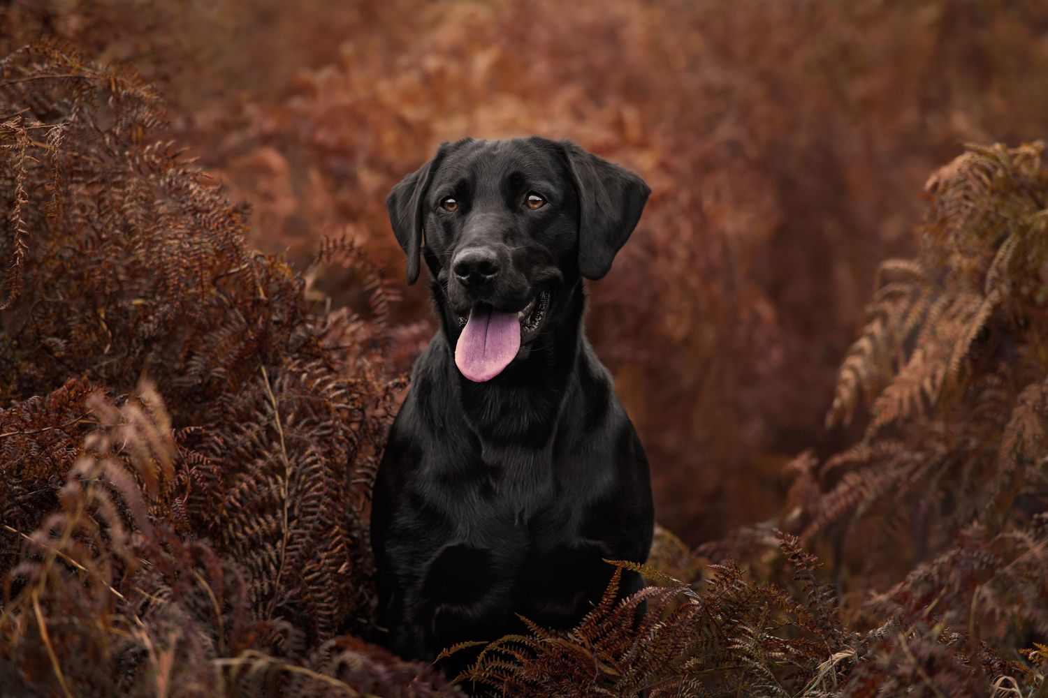 A happy black Labrador retriever sitting among rusty colored ferns.