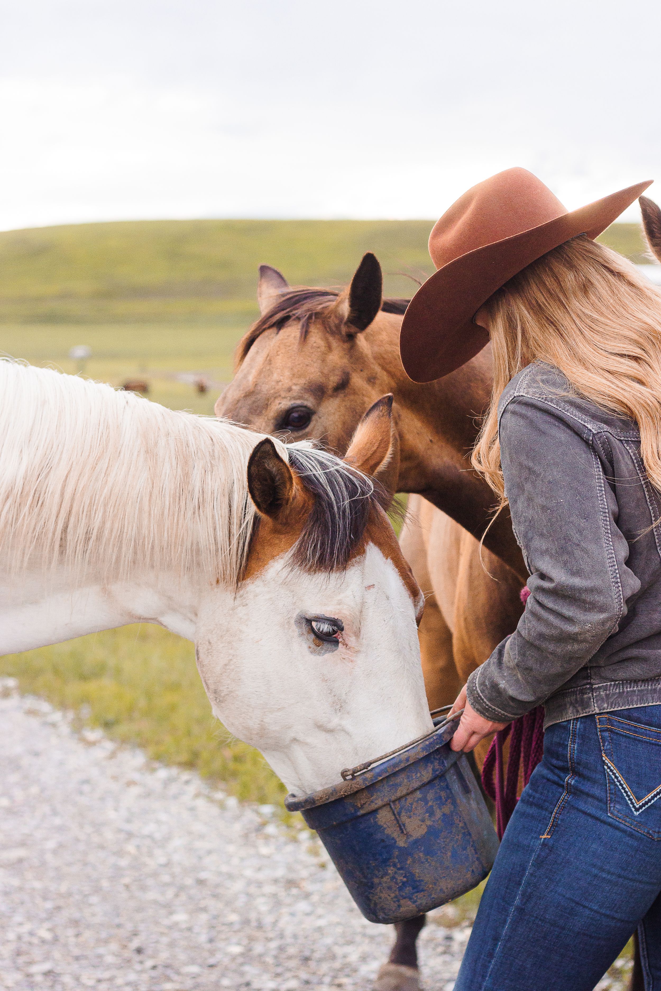 A western styled woman holds a pail facing away from the camera that a white horse eats out of. There is a brown horse in the background.