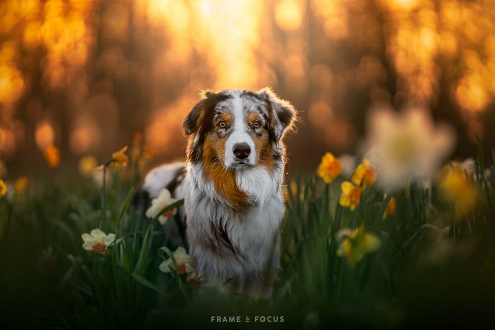 australian shepherd tussen narcissen bij zonsopkomst zuid holland