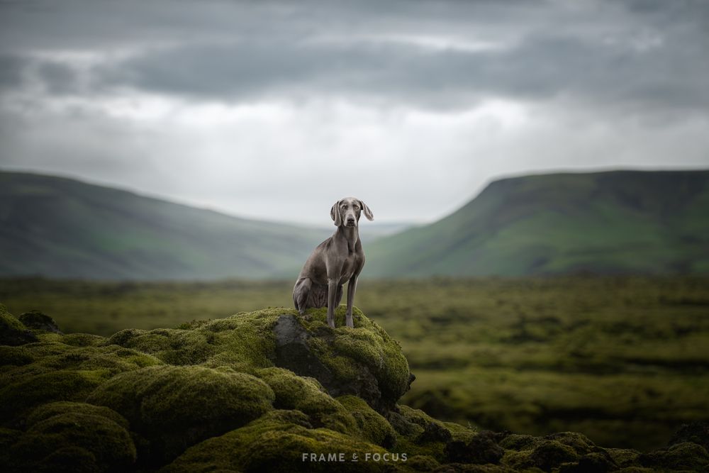 Weimaraner hond in met mos bedekt lavalandschap in ijsland