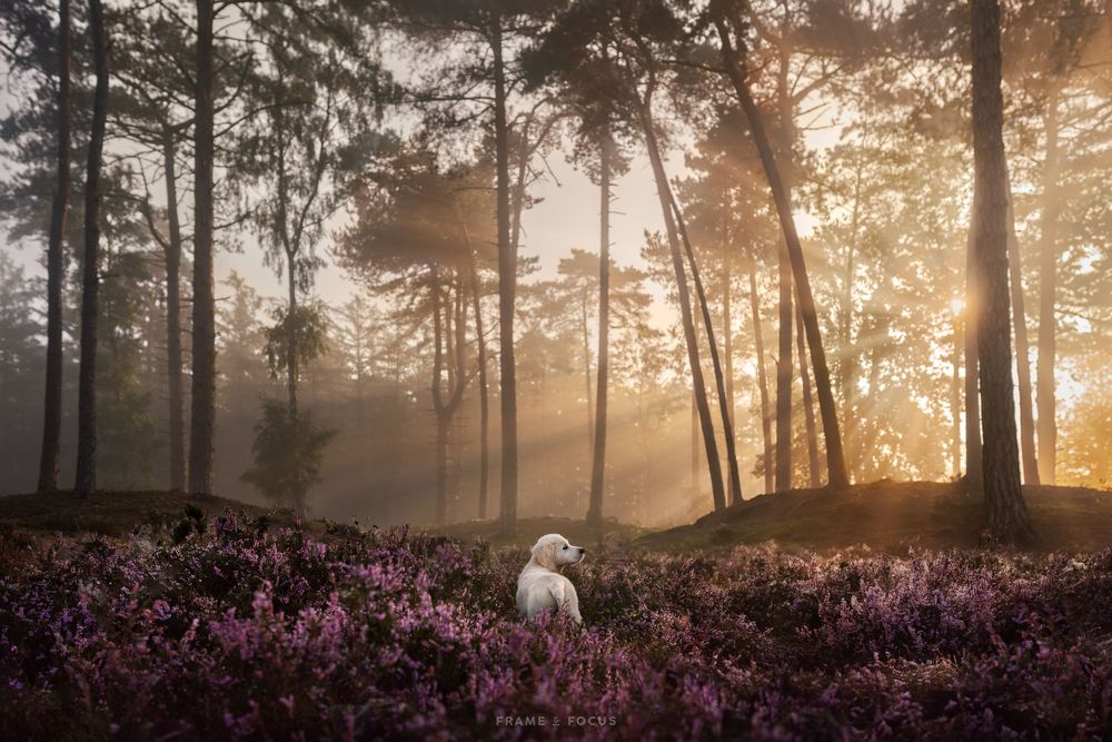 golden retriever puppy in de paarse heide utrecht