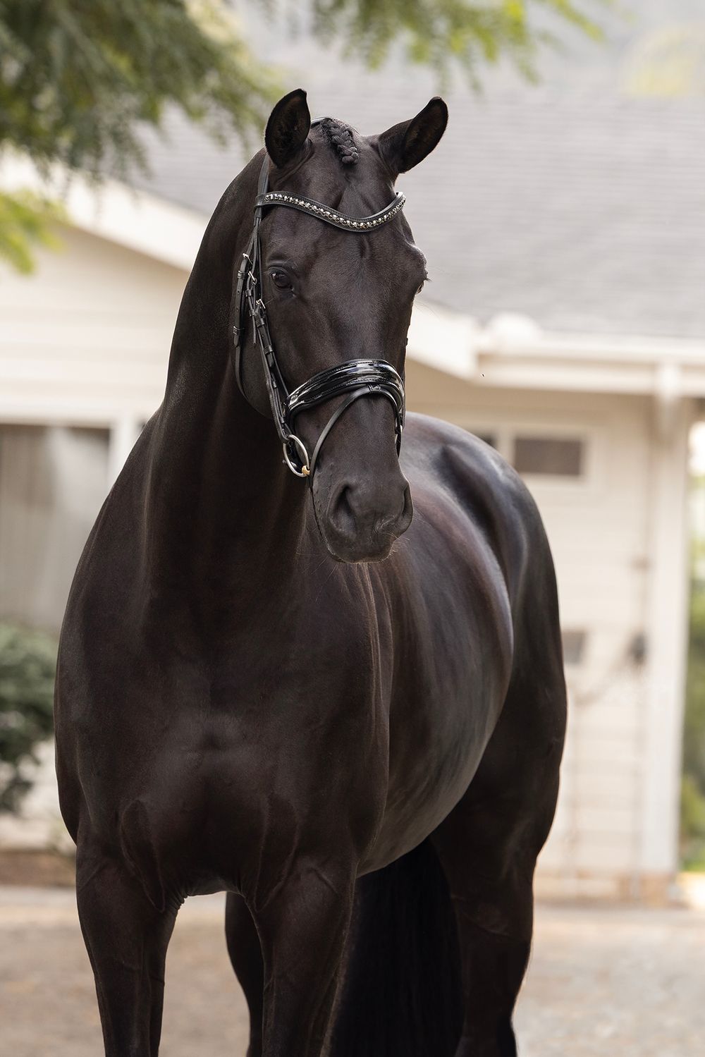 Close-up of a glossy black horse wearing a crystal-accented bridle, standing in front of a white building.