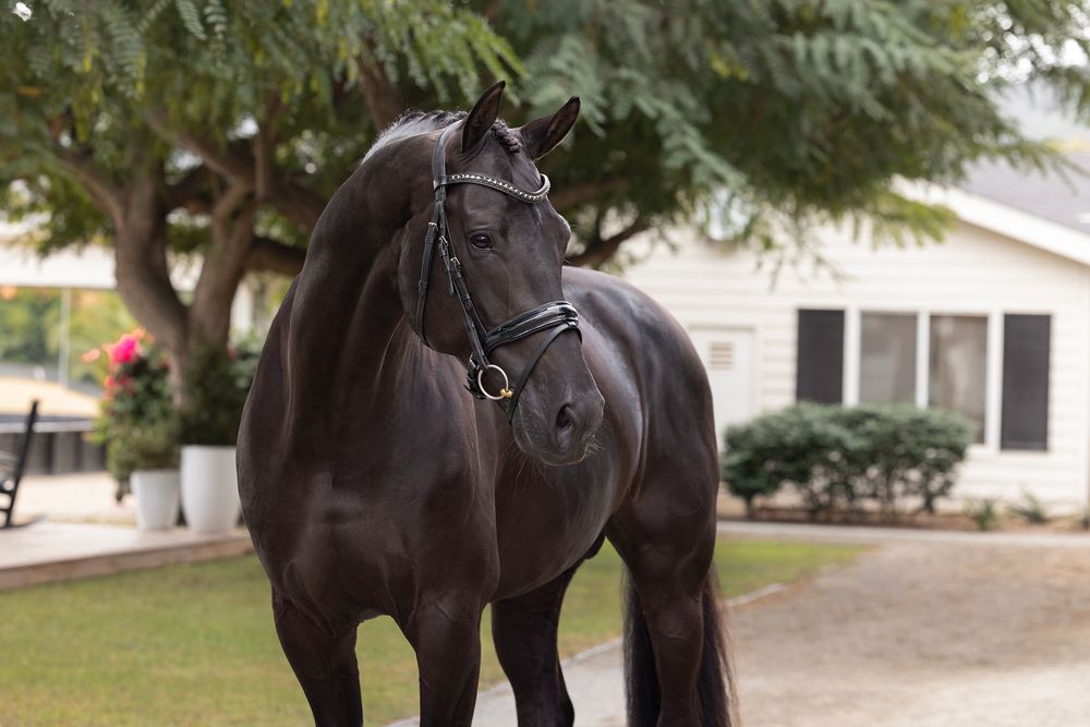 Black horse in a bridle standing on a grassy lawn beside a tree and white house, looking off to the side.