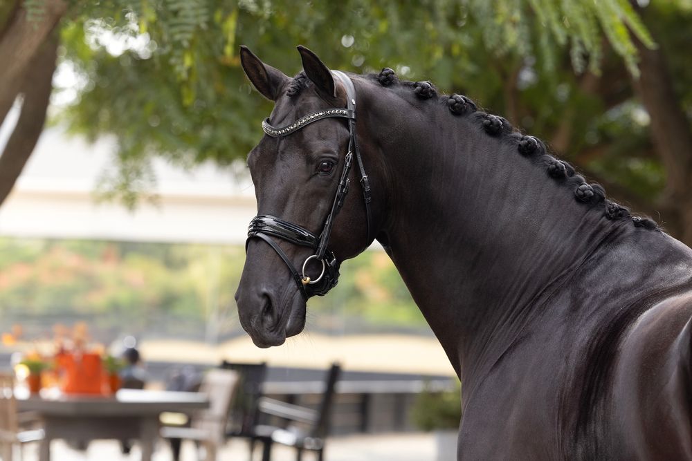 Black dressage horse with a braided mane wearing a leather bridle, standing outdoors near trees and a patio table.