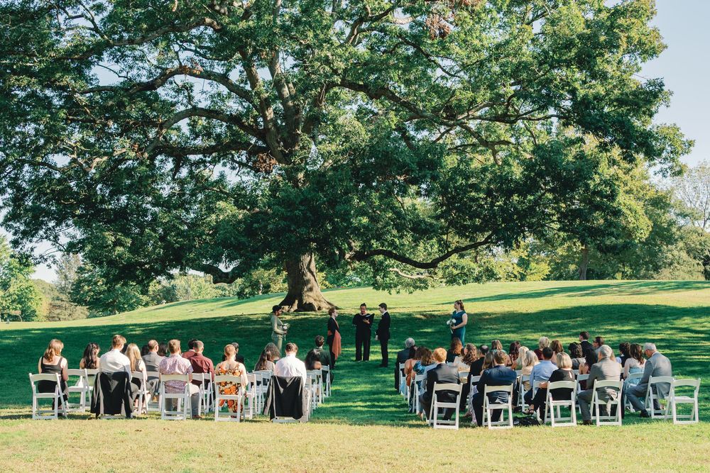 Outdoor wedding ceremony on green lawn beneath large oak tree with white chairs arranged in semicircle.