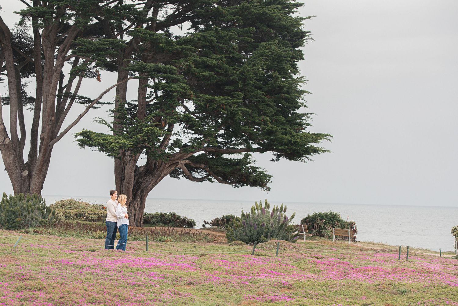 Couple embracing under large cypress trees surrounded by pink wildflowers with ocean view in background.
