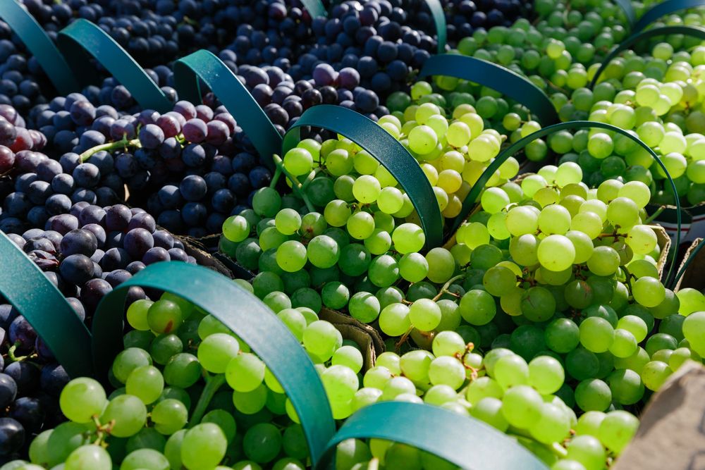 Fresh green and dark purple grape bunches displayed in baskets at a market, showcasing vibrant colors in bright sunlight.