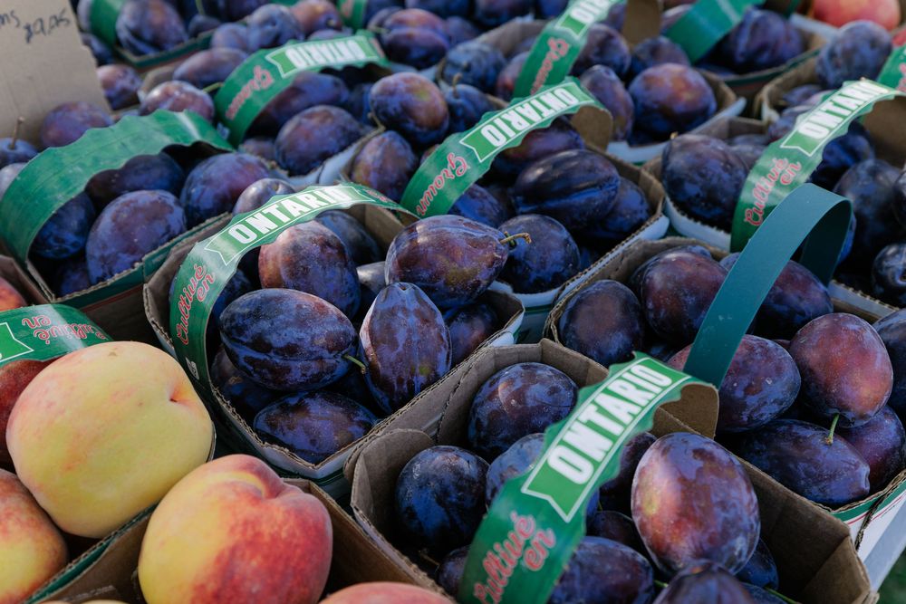 Fresh purple plums and peaches displayed in green cardboard boxes at an outdoor farmers market fruit stand.