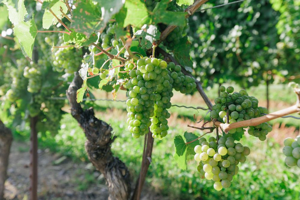Lush green grape clusters ripening on the vine in a sun-drenched vineyard during harvest season.