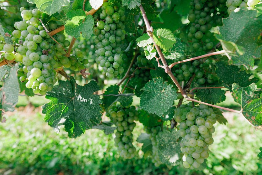 Close-up of lush green grape clusters hanging on a vine with broad leaves in a sunlit vineyard.