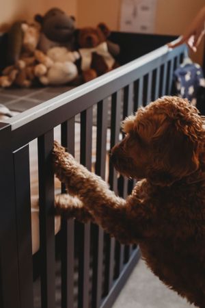 A curly-haired dog peeks through the slats of a dark wooden crib filled with stuffed animals.