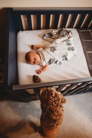 Baby sleeping peacefully in a dark crib while a fluffy dog watches from below.