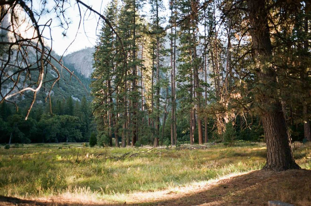 Sunlit forest meadow with tall pine trees and mountain backdrop in Yosemite National Park on a clear day.