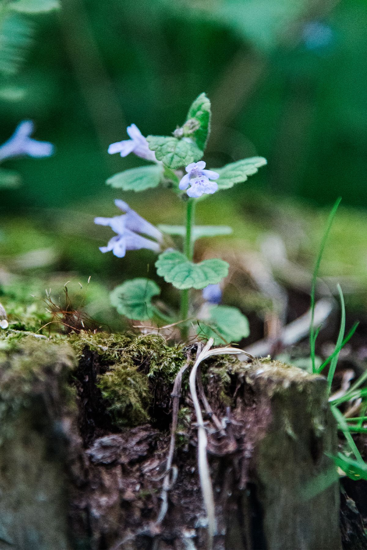 Red dead-head nettle growing out from an old tree stump covered in moss and grass on woodland floor.