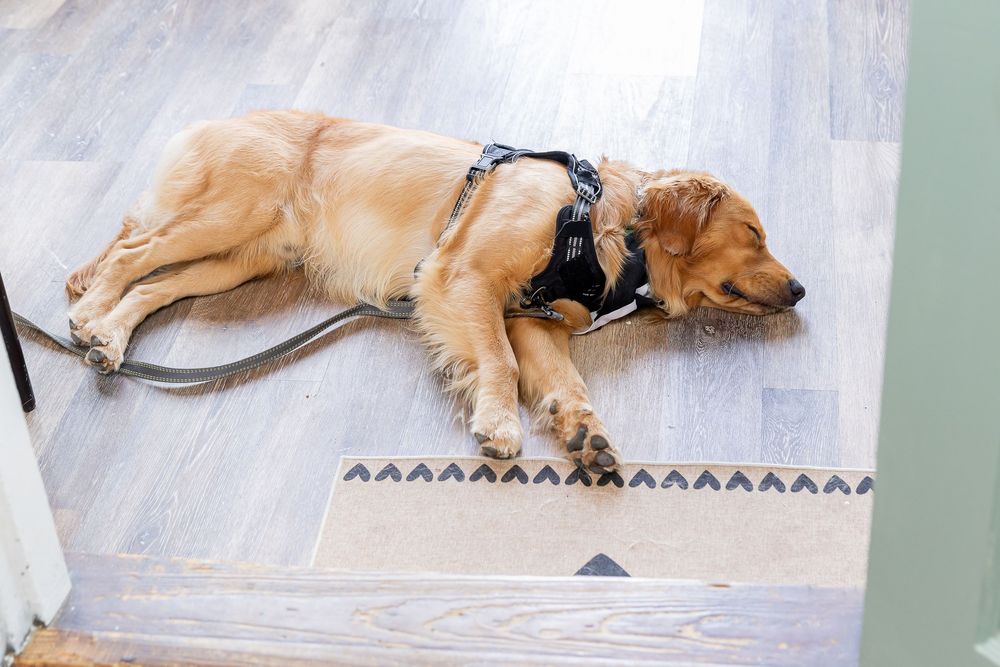 Golden retriever wearing a black harness and leash resting on a hardwood floor near a decorative mat.