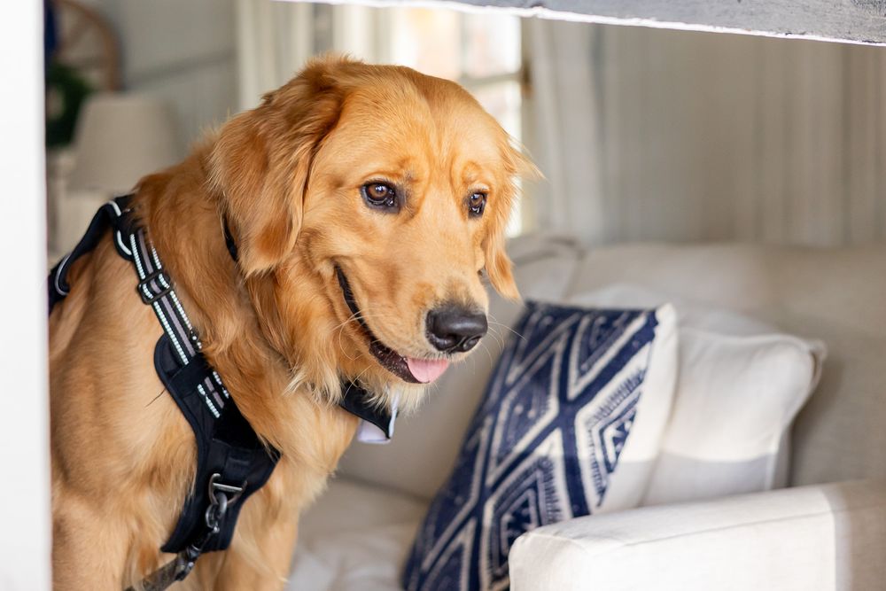 A golden retriever wearing a black harness sits alert on a white couch with blue patterned pillows indoors.