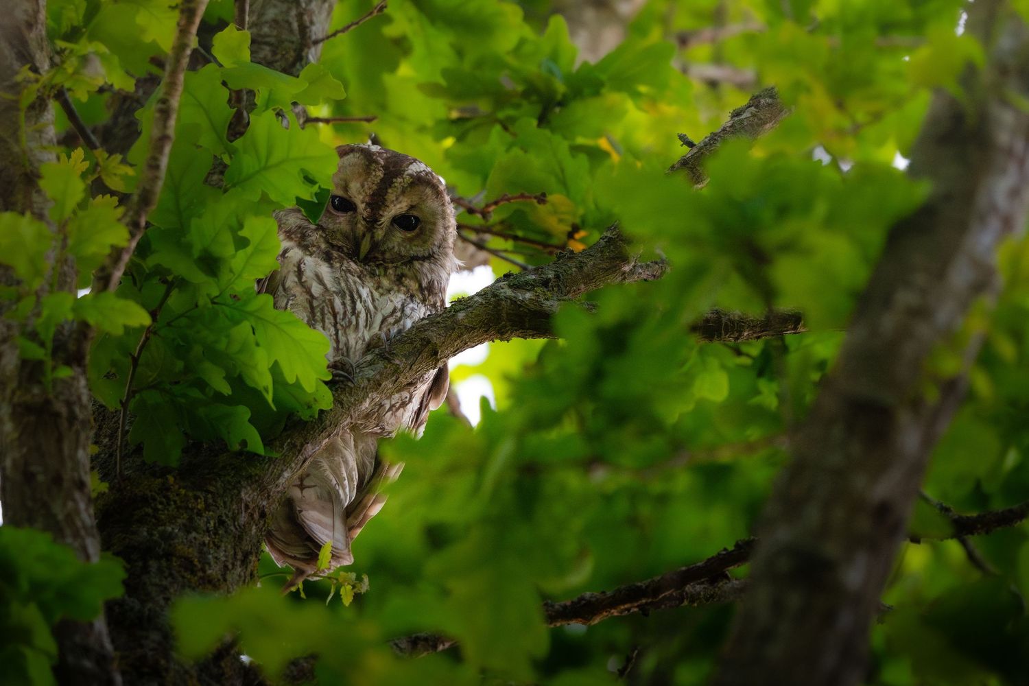 A well-camouflaged owl perches on a branch hidden among dense green oak leaves in a forest.