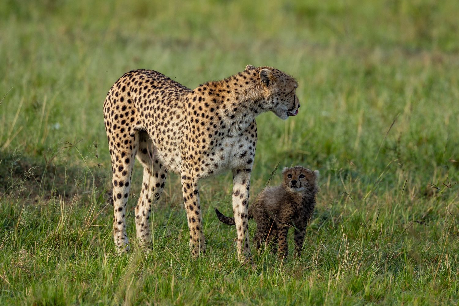 nashipae with cub
