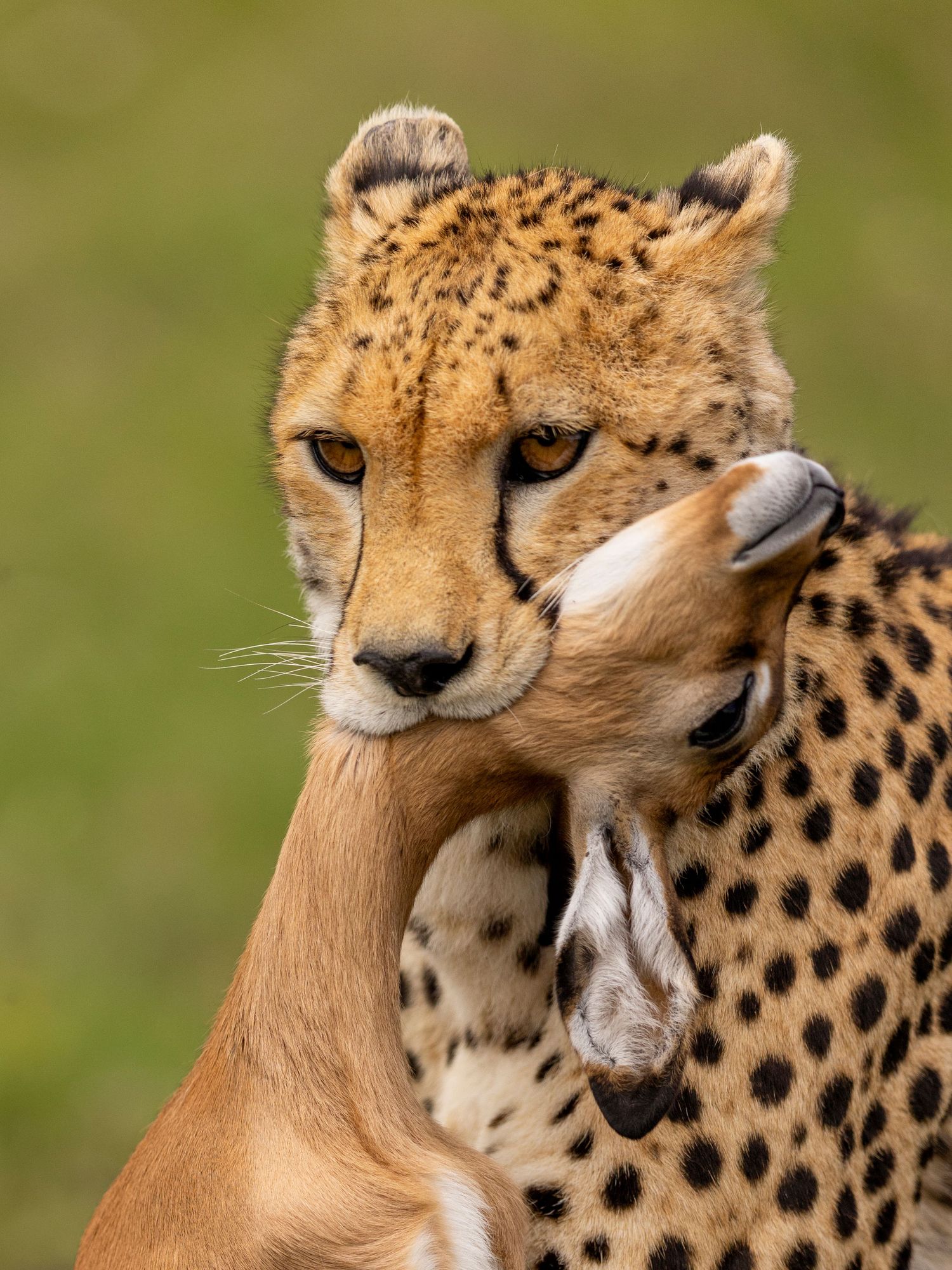 cheetah with a prey