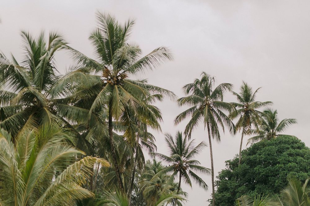 Tall coconut palm trees with lush green fronds sway against an overcast sky in a tropical setting.