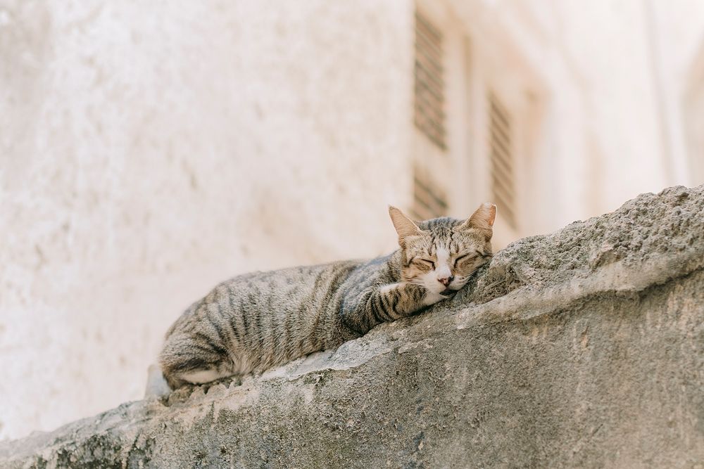A tabby cat resting lazily on a stone wall beside a weathered building exterior.