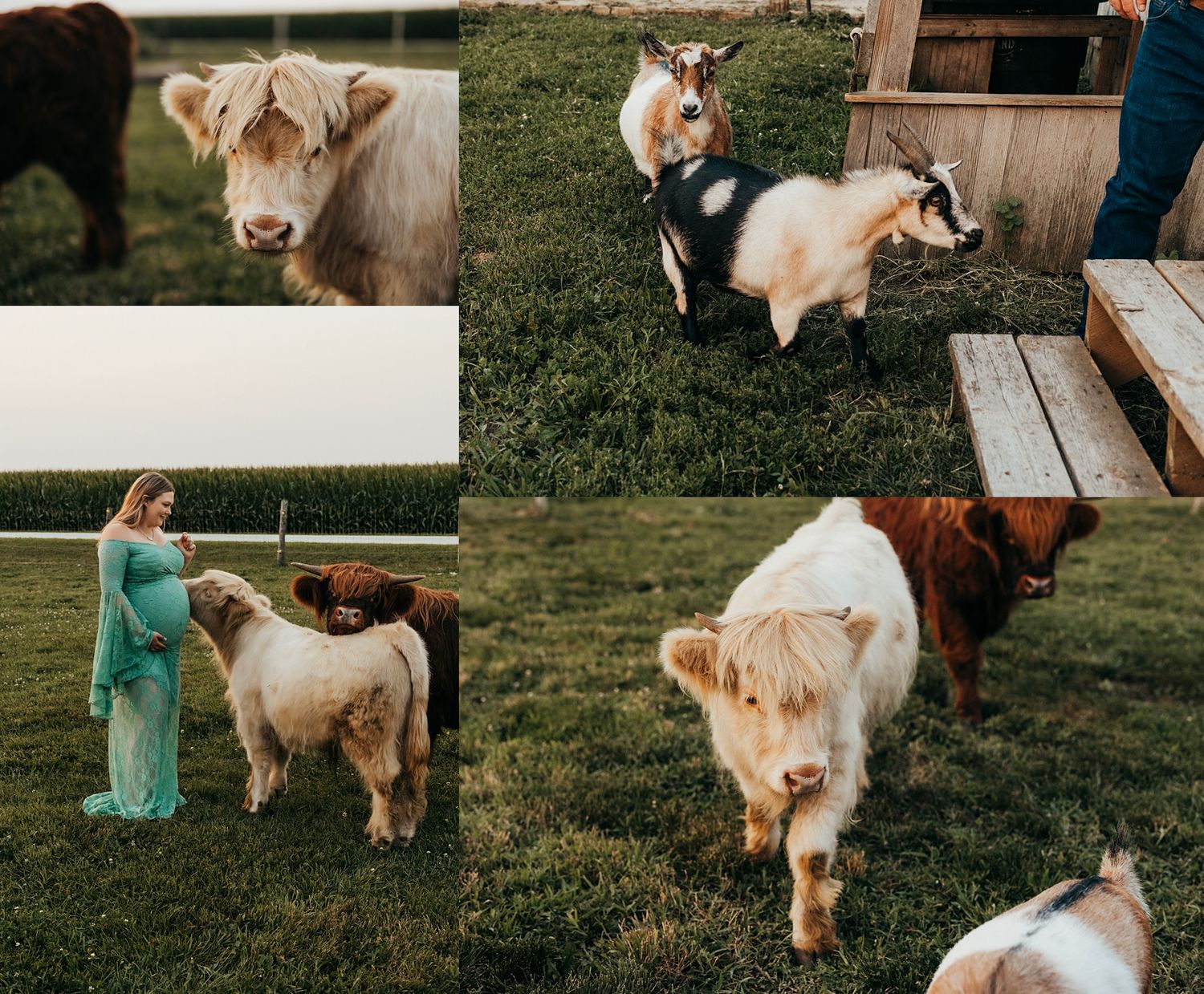 Pregnant woman in teal gown poses with fluffy Highland cattle and goats on a lush green farm at sunset.
