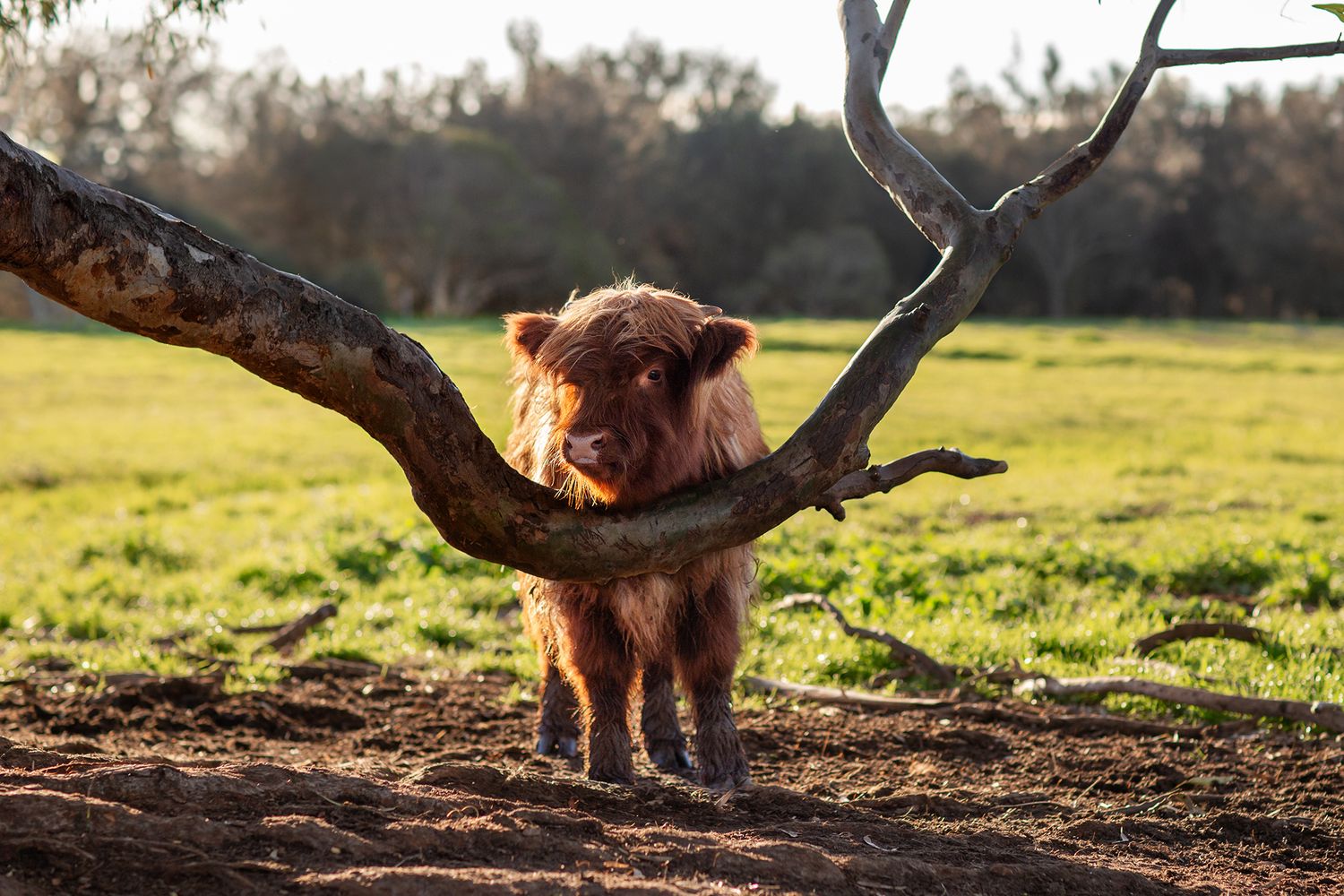 Highland cow calf during pet session in Perth